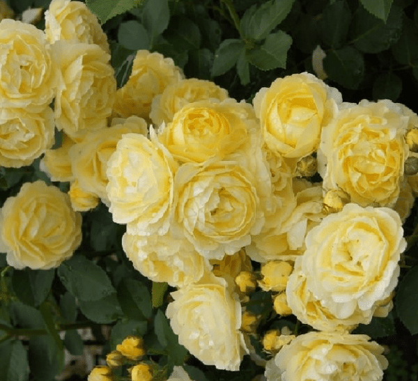 Golden Border