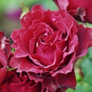 Heinz Winkler (Hommage a Barbara)