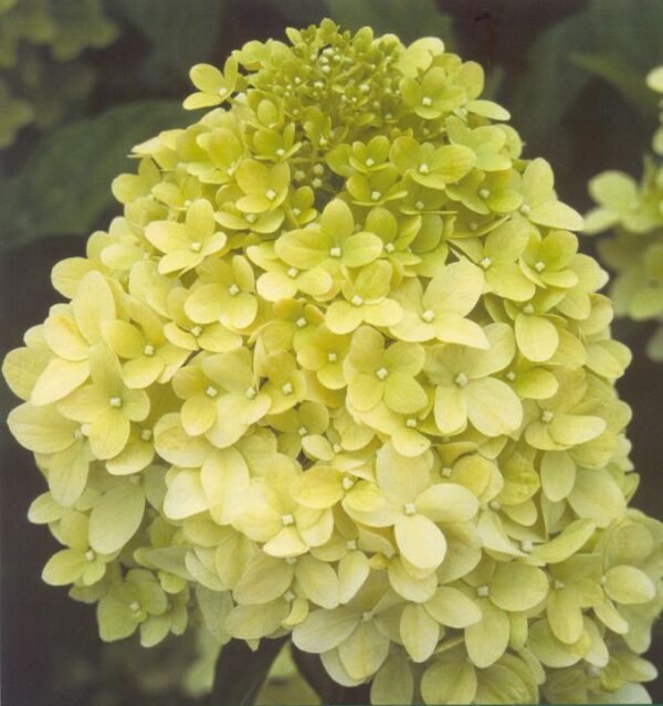 Limelight