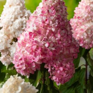 Vanille Fraise