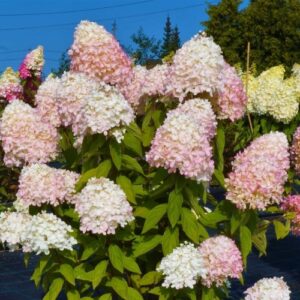 Magical Sweet Summer