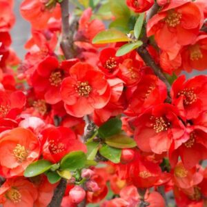 Texas Scarlet