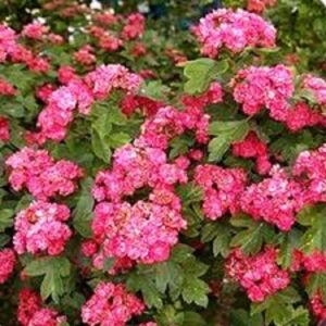 Paul`s Scarlet