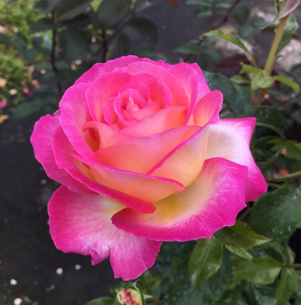 Sweet Delight