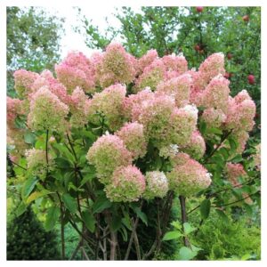 Grandiflora