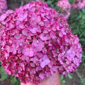 Candybelle Winegum